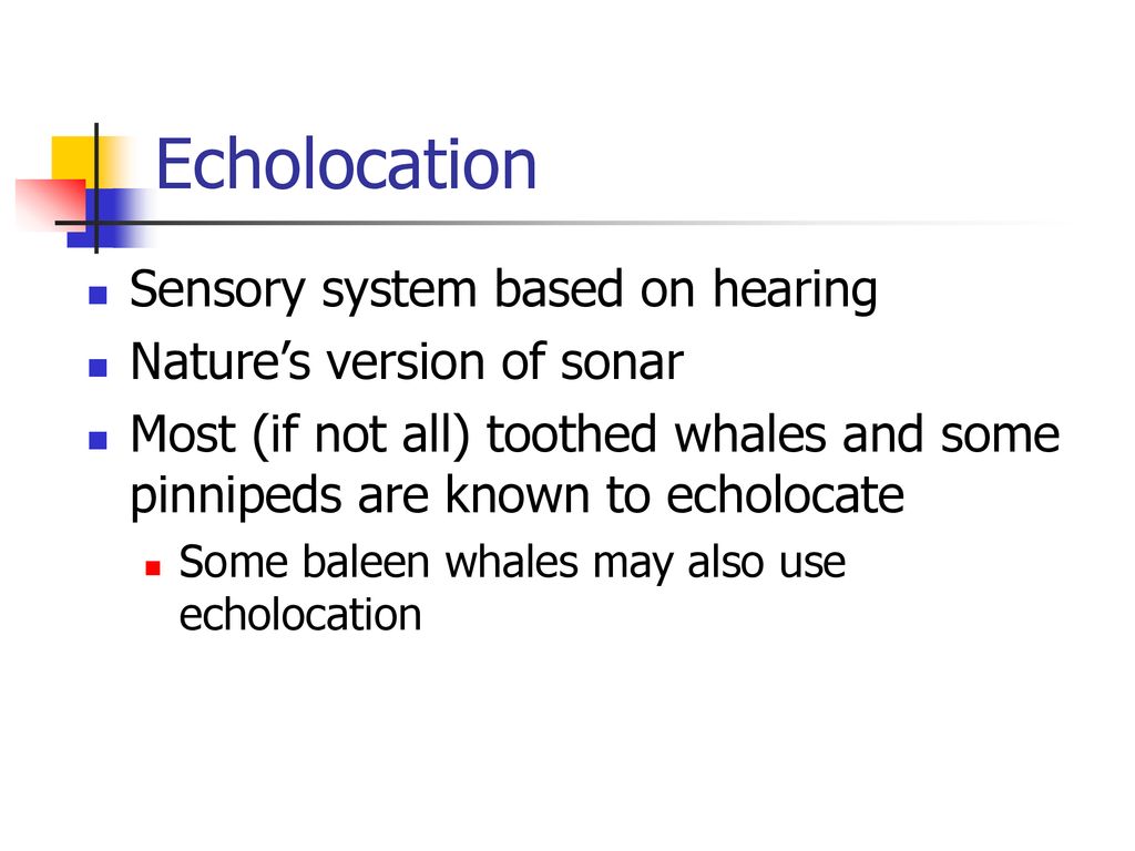 Biology of Marine Mammals - ppt download