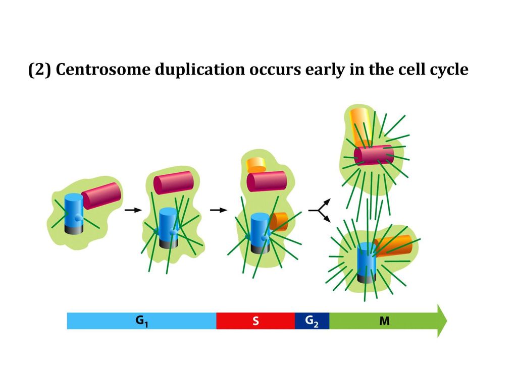 Cell Division Biology Diagrams