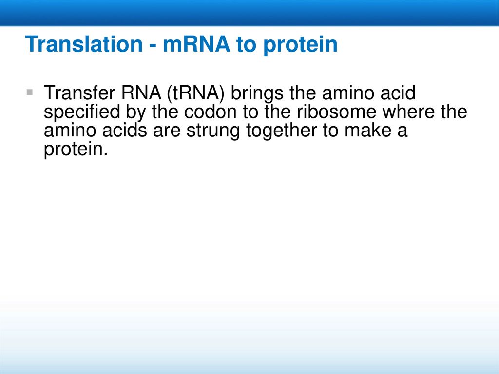 Translation - mRNA to protein