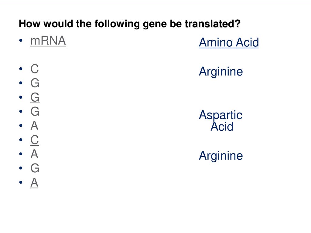 How would the following gene be translated