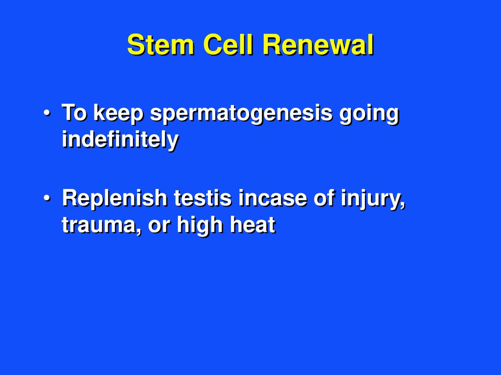 Stem Cell Renewal To keep spermatogenesis going indefinitely