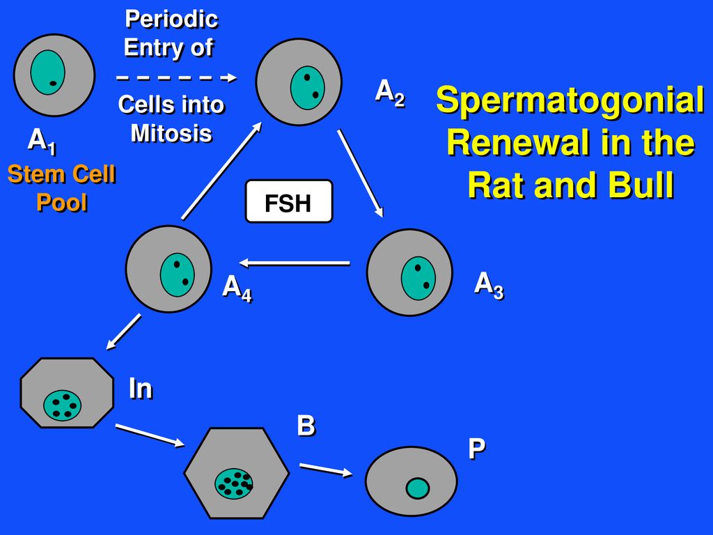 Spermatogonial Renewal in the Rat and Bull