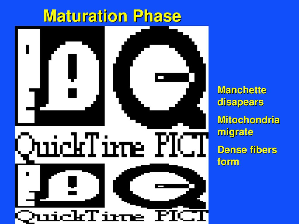 Maturation Phase Manchette disapears Mitochondria migrate