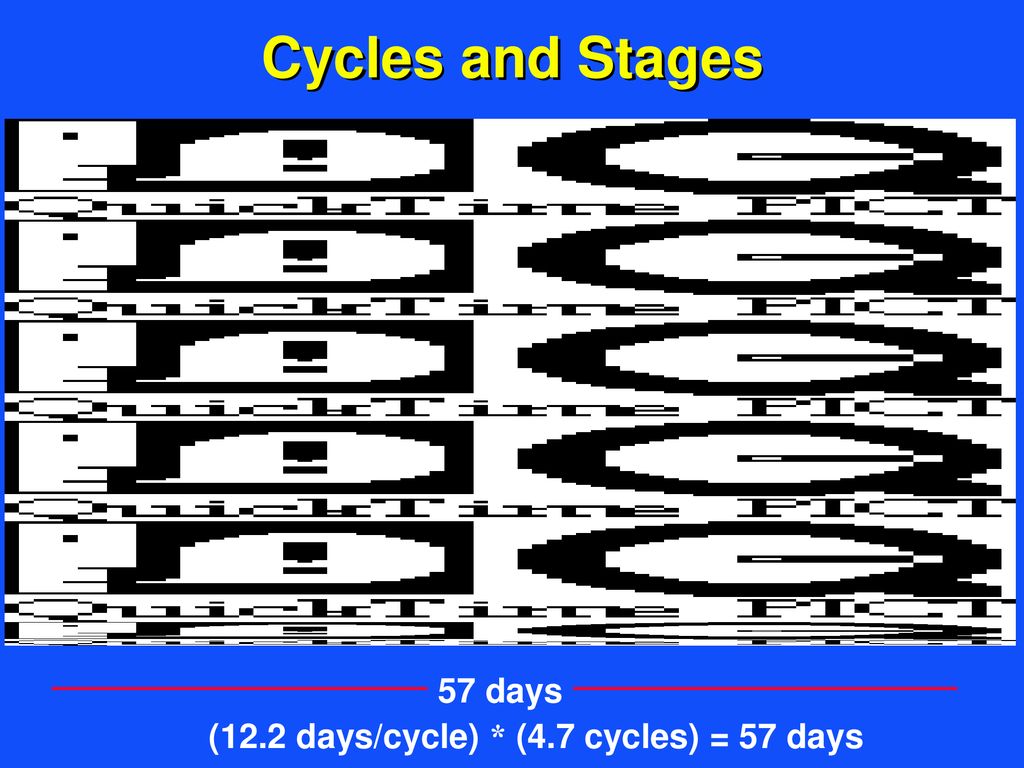 Cycles and Stages 57 days (12.2 days/cycle) * (4.7 cycles) = 57 days