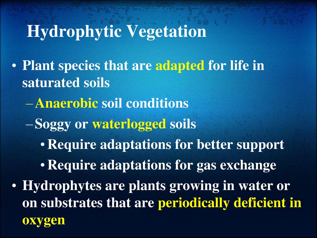 What do you think is the definition of a wetland? - ppt download