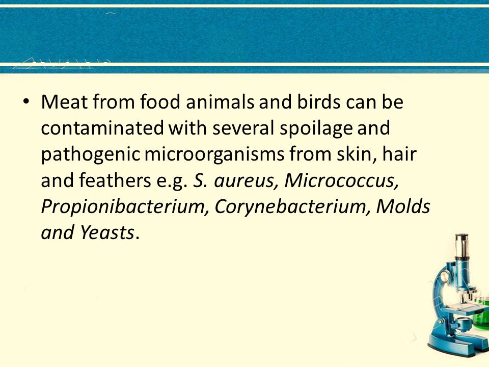 Meat from food animals and birds can be contaminated with several spoilage and pathogenic microorganisms from skin, hair and feathers e.g.