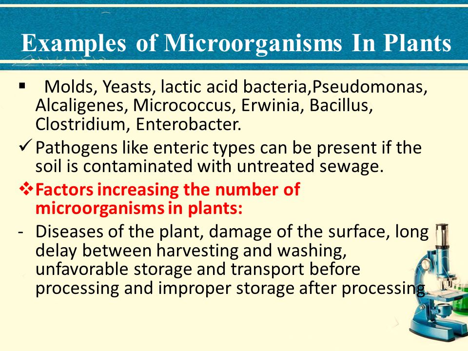 Examples of Microorganisms In Plants