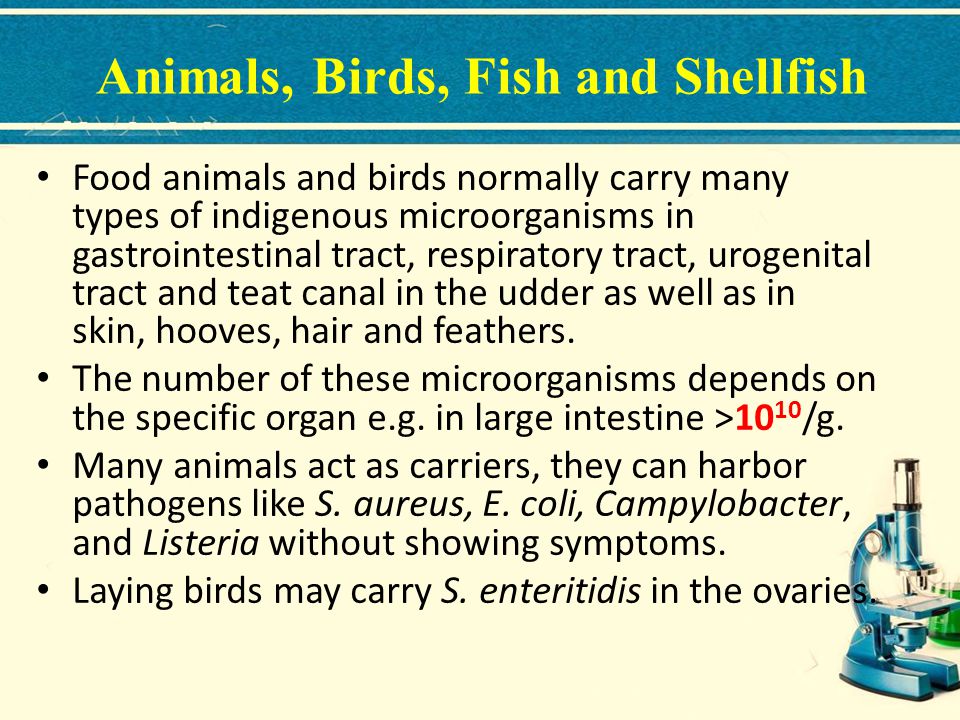 Animals, Birds, Fish and Shellfish