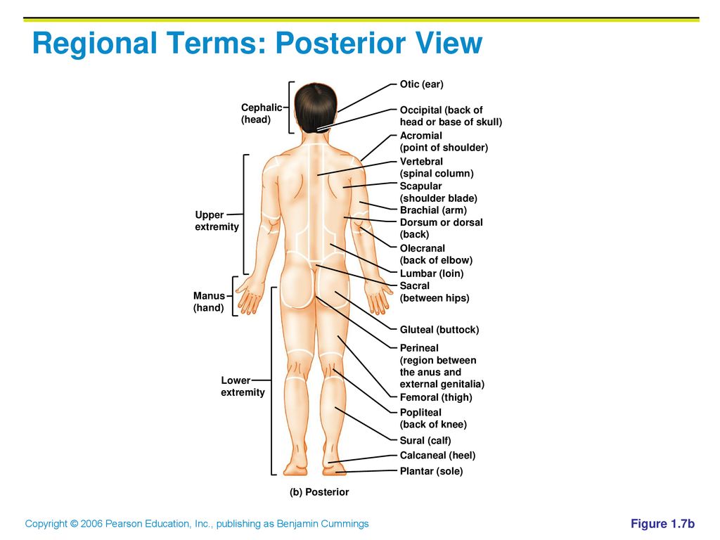 Anatomical Position Universally Accepted Standard Position Ppt Download