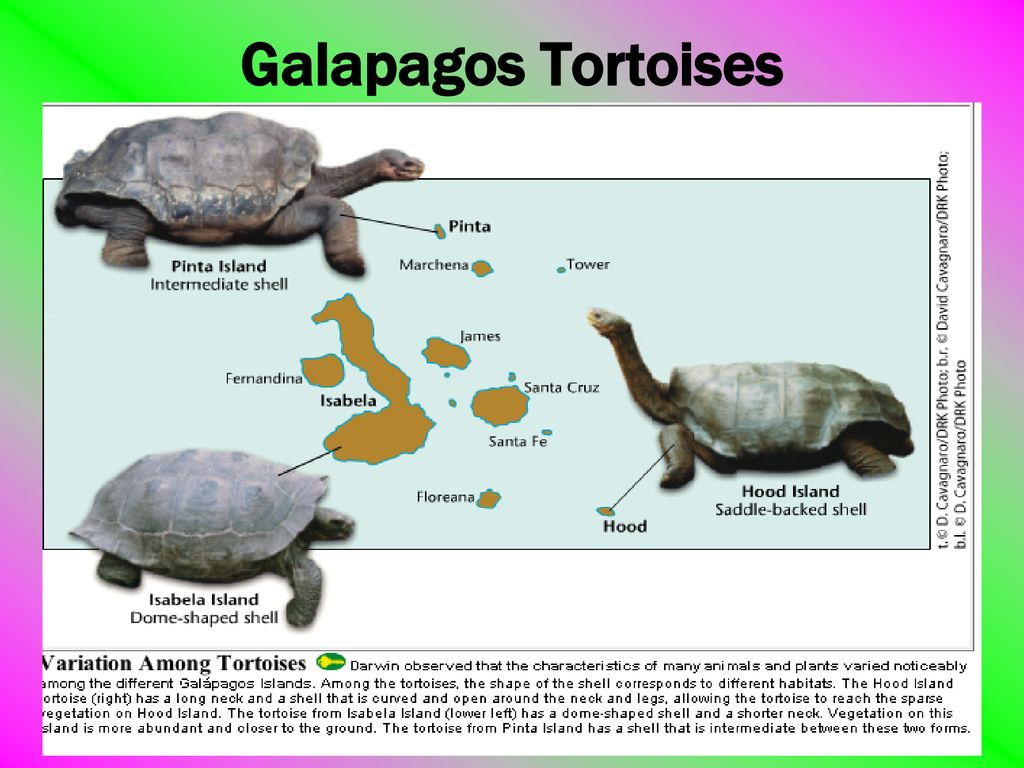 Evolution and Natural Selection - ppt download