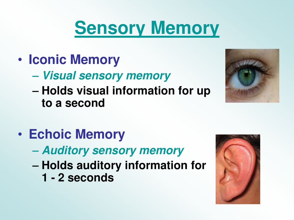 Echoic memory