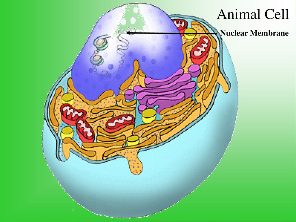 Animal Cell Nuclear Membrane