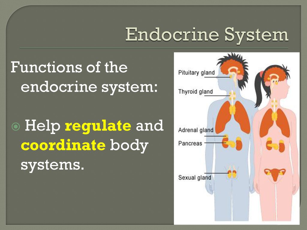 Endocrine โGlandโ System Biology Diagrams
