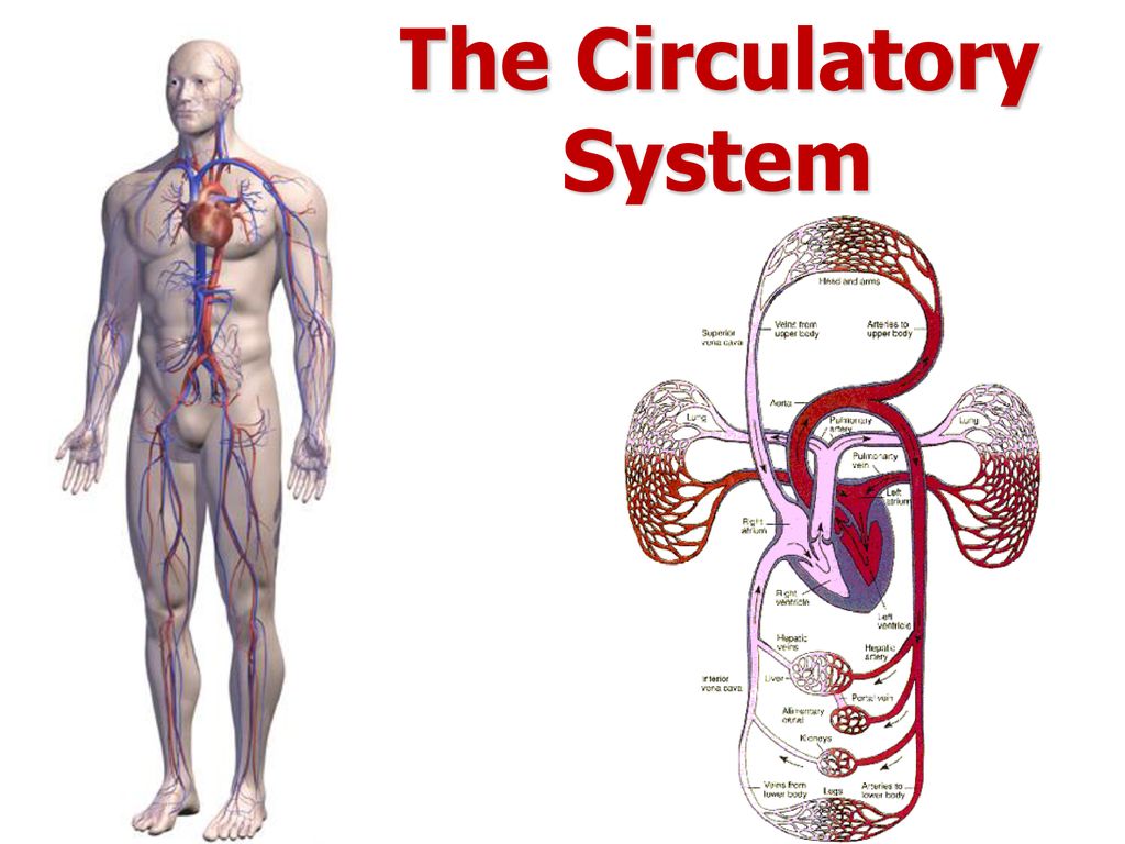 The Circulatory System Biology Diagrams