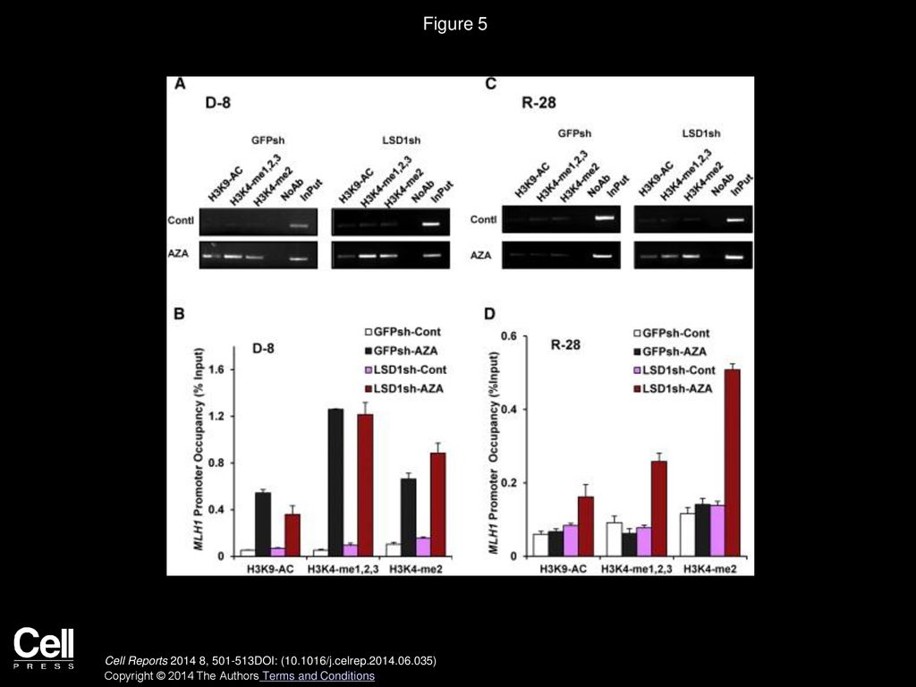 Figure 5 The Histone Demethylase, LSD1, Mediates H3K4 Demethylation at the MLH1 Promoter during MLH1 Silencing in RKO Cells.