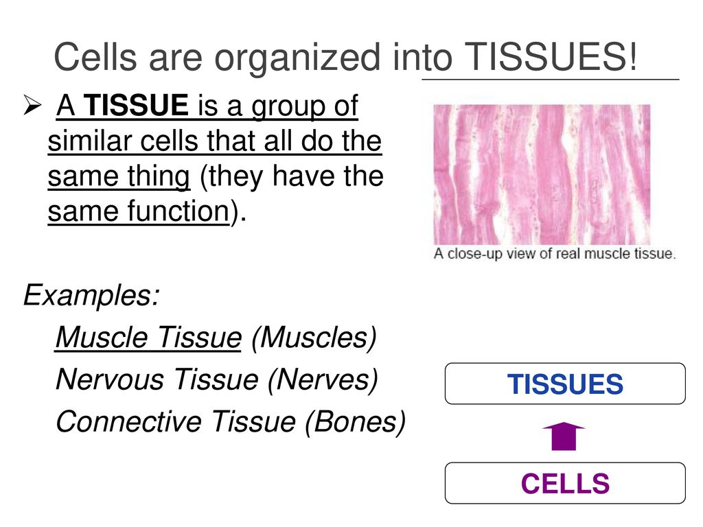Cells are organized into TISSUES!