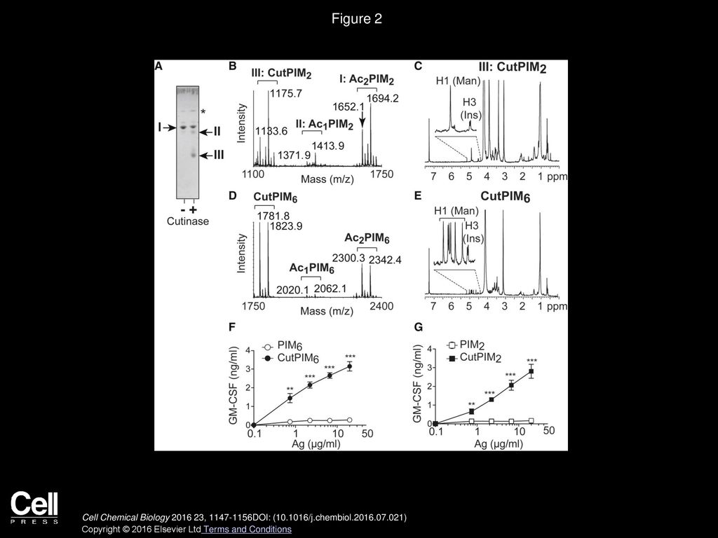 Figure 2 In-Vitro-Generated Di-Acylated PIM Stimulate CD1b-Restricted and PIM-Specific T Cells.
