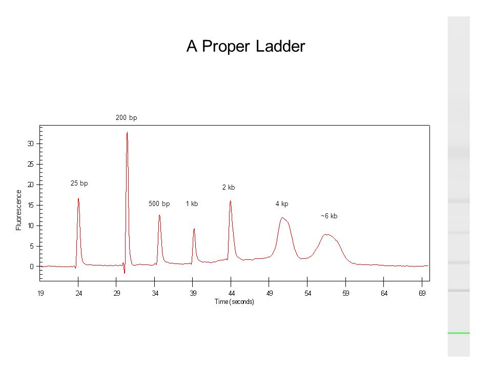 A Proper Ladder 200 bp 25 bp 2 kb 500 bp 1 kb 4 kp ~6 kb