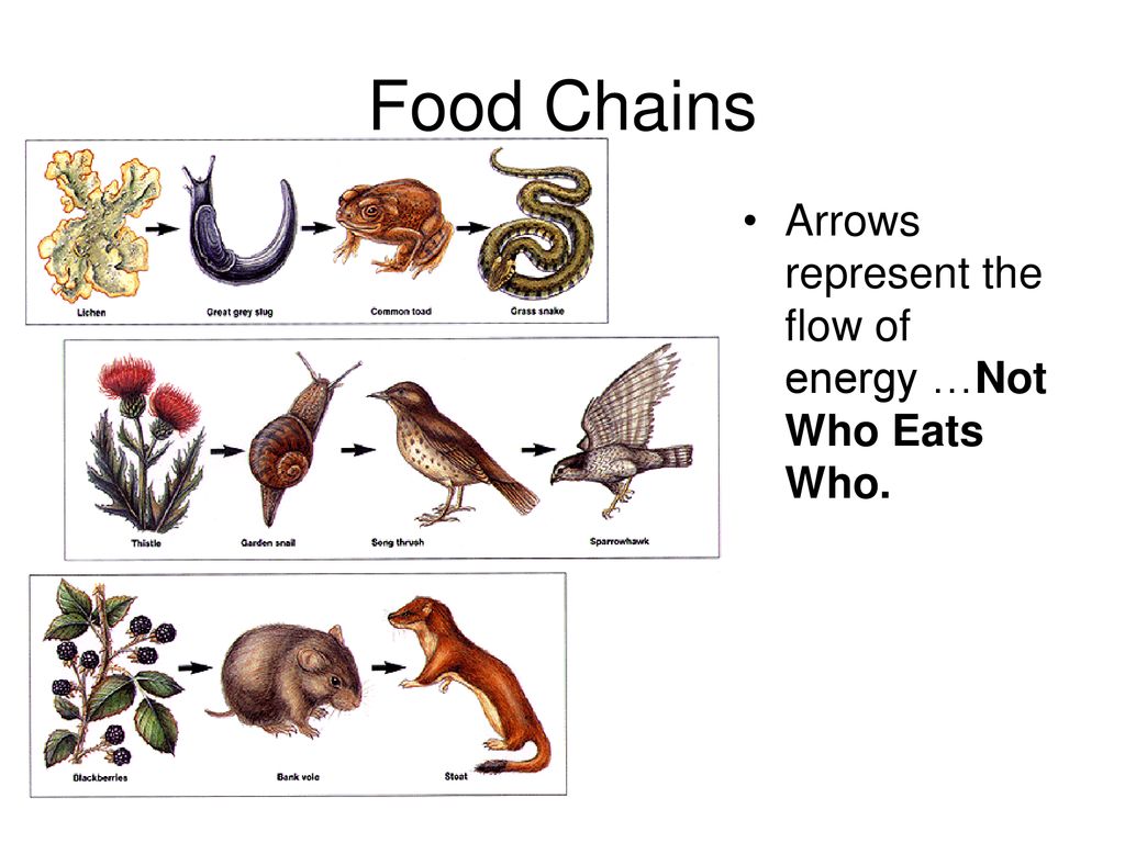 Food Chains Food Webs And Ecological Pyramids Ppt Download food-chains-word-search