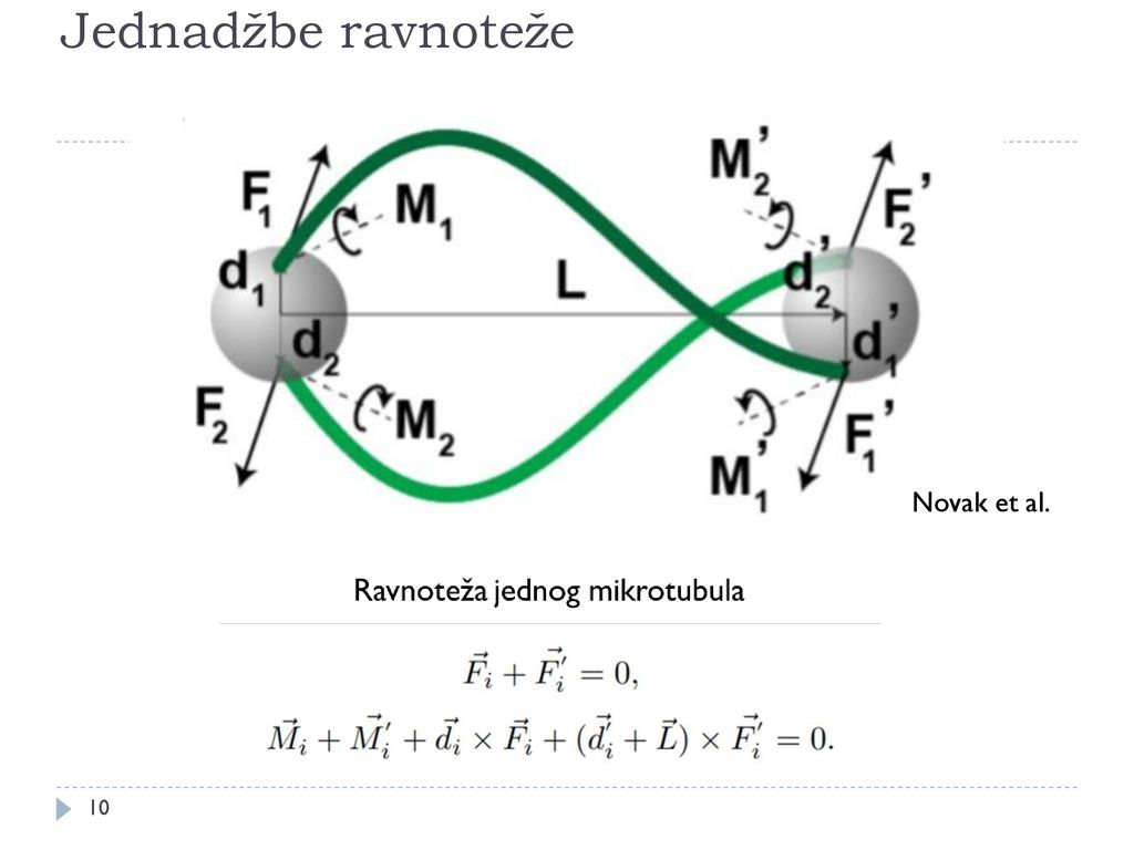 Jednadžbe ravnoteže Novak et al.