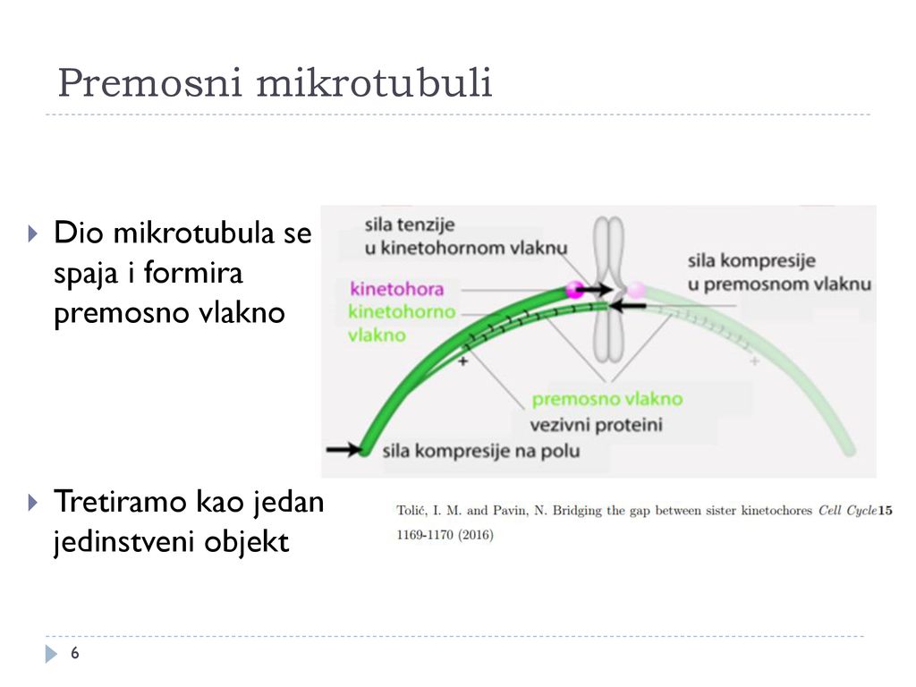 Premosni mikrotubuli Dio mikrotubula se spaja i formira premosno vlakno.