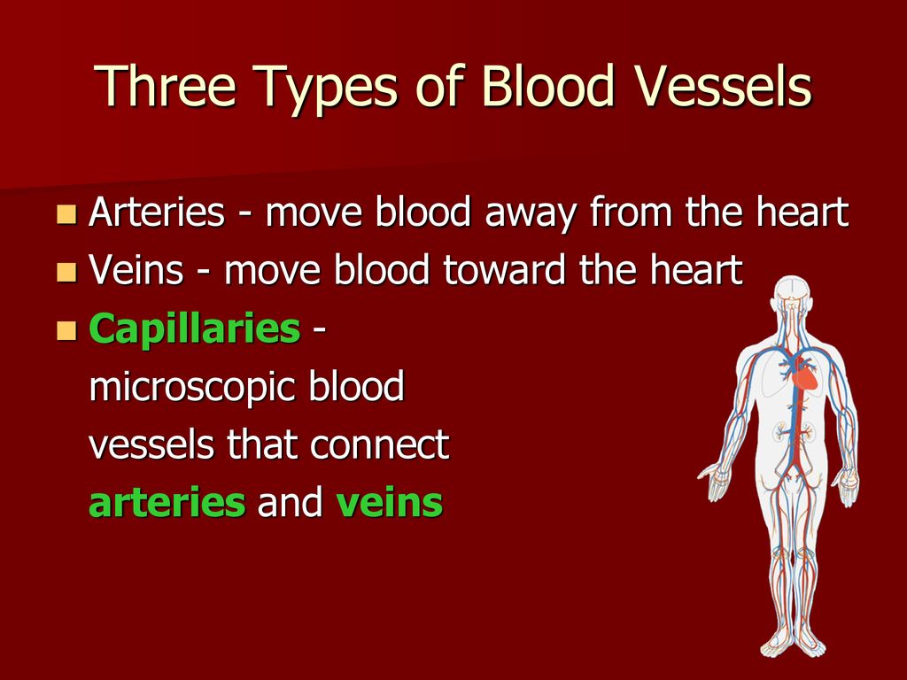 cardiovascular-system-ppt-download
