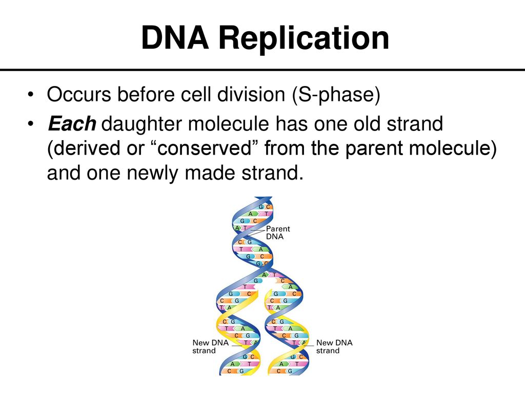 DNA and the Language of Life Biology Diagrams