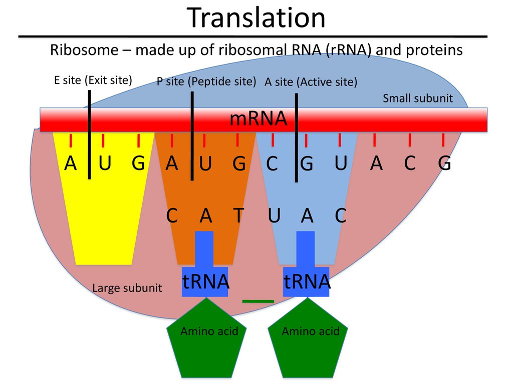 From Gene To Protein Ppt Download