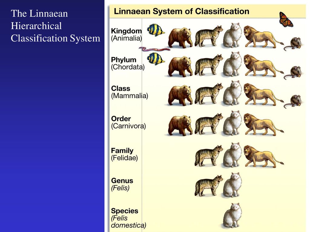 Speciation Evolution creates (and destroys) new species, but … - ppt ...