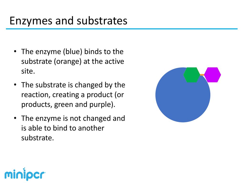 Enzymes and substrates