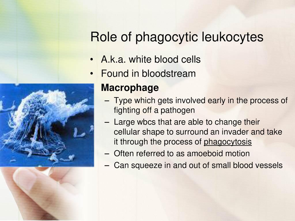 Role of phagocytic leukocytes
