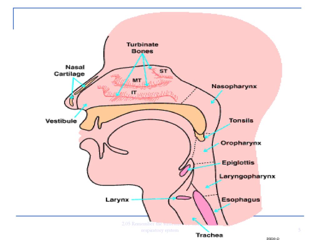 2.05 Remember the structures of the respiratory system - ppt download