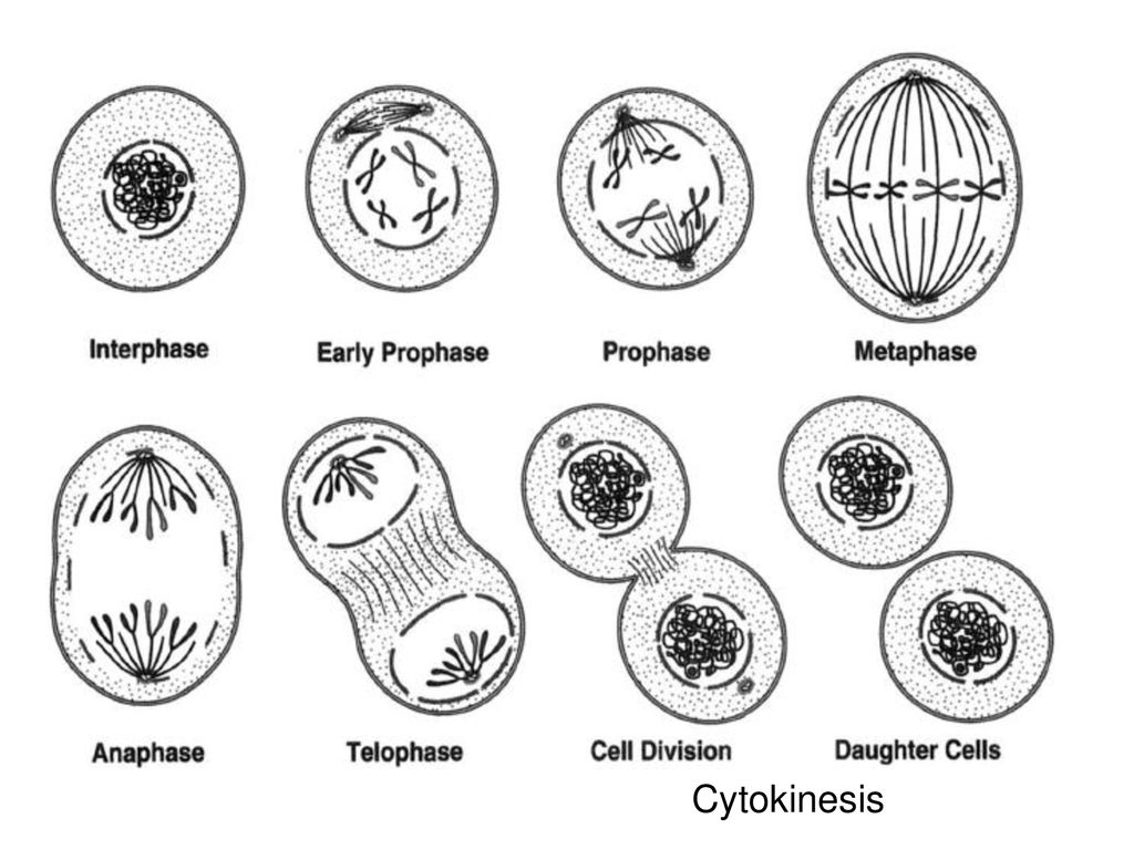 Unit 2 Lesson 1 Mitosis Essential Question: How do cells divide? Biology Diagrams