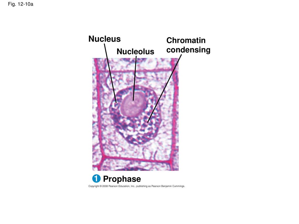Chapter 12 The Cell Cycle. Biology Diagrams