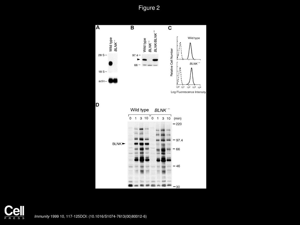 Figure 2 Disruption of the BLNK Gene in Chicken DT40 B Cells