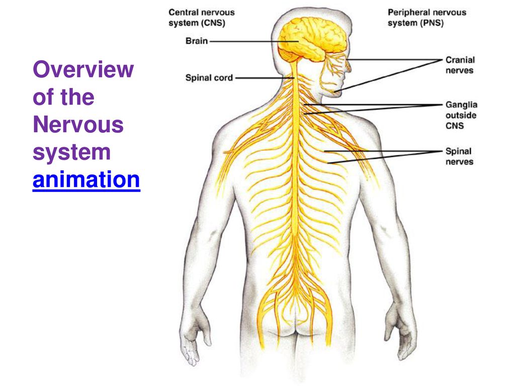 Chapter 48- The Nervous System - ppt download