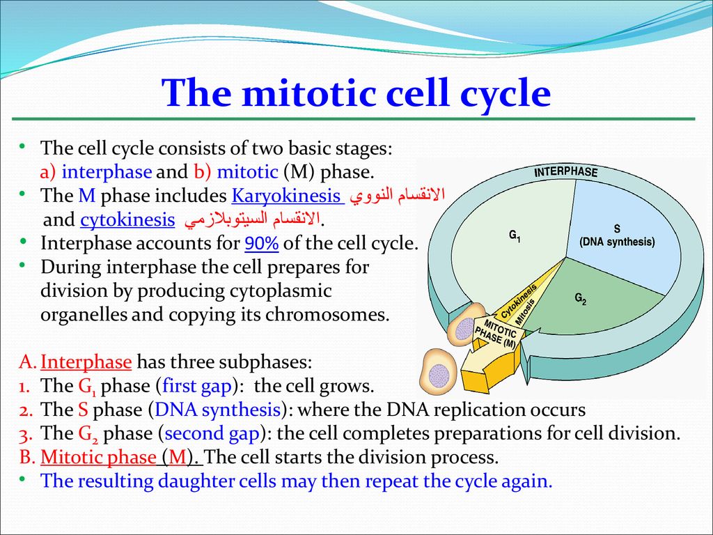 Lecture 6: Cell division Biology Diagrams