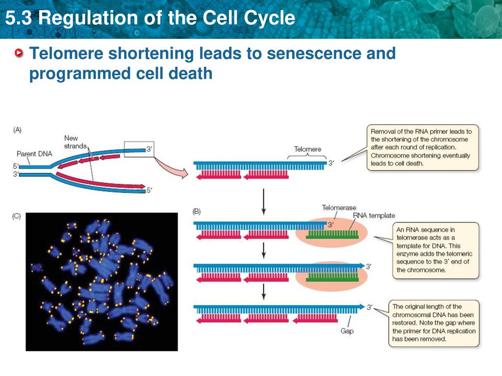 LEQ: Why is the eukaryotic cell cycle regulated? Biology Diagrams