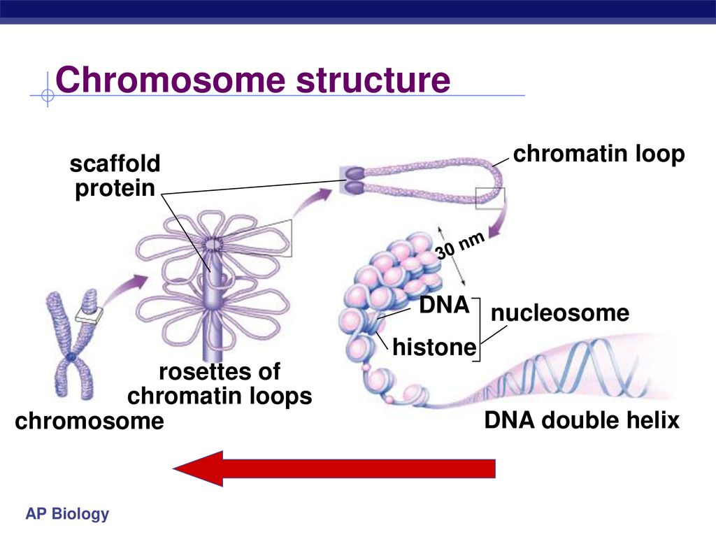 Chromosome structure chromatin loop scaffold protein DNA nucleosome.