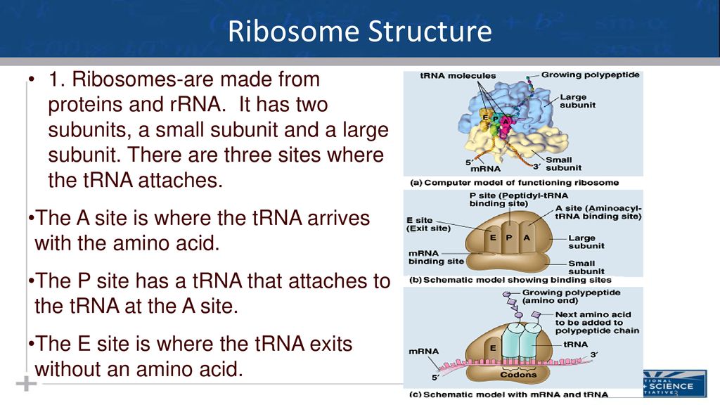 Translation- Making the Protein - ppt download