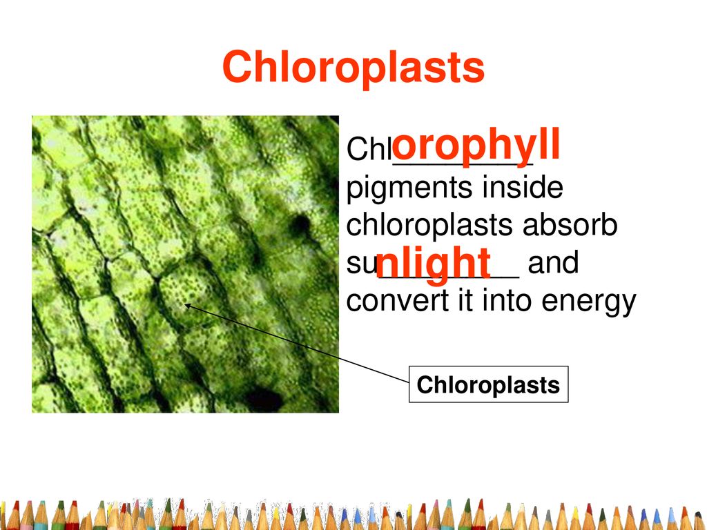 11/2- 7th Grade Agenda Learning Objective: Learn about Photosynthesis ...