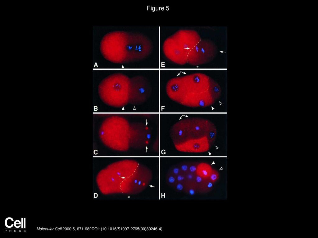 Figure 5 MEX-5 Localization in Wild-Type Embryos