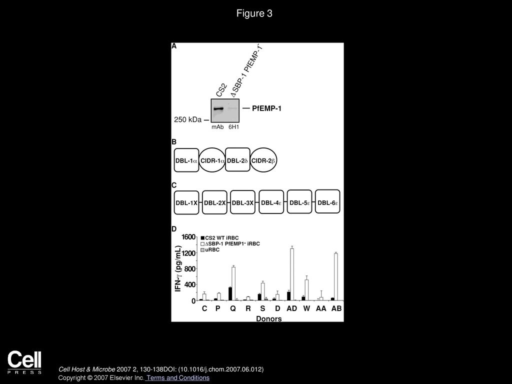 Infected Erythrocyte Binding To Cd36 And Icam 1 Parasites In The Panel