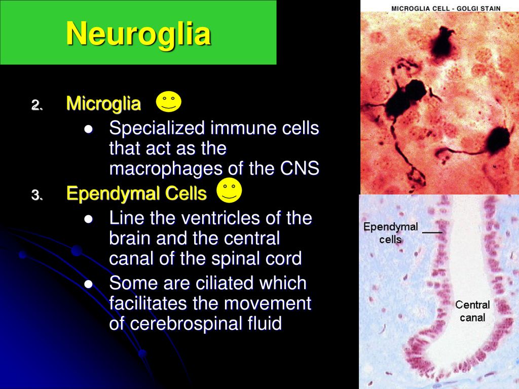 How many subdivisions does the Nervous system (NS) have? ppt download