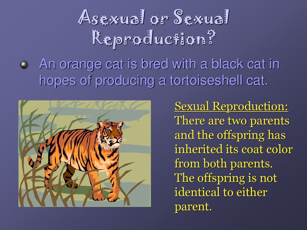 Asexual vs Sexual Reproduction Biology Diagrams