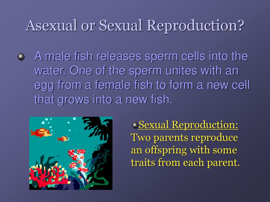Asexual vs. Sexual Reproduction Biology Diagrams