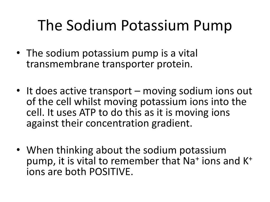 Ion Gradients and Nerve Transmission - ppt download