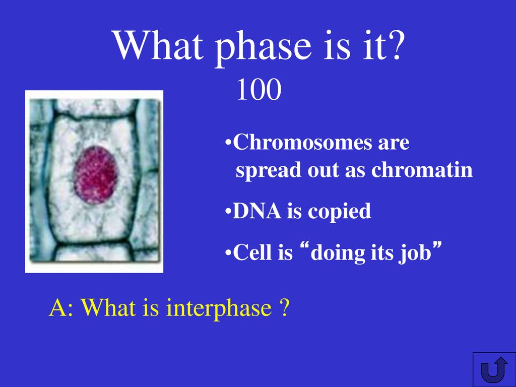 Cell Division JEOPARDY. Biology Diagrams