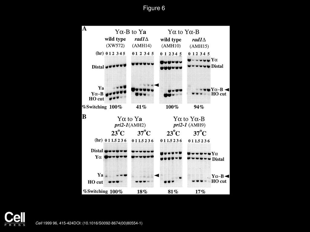 Figure 6 Southern Analysis of rad1 Δ and pri2-1, with and without Perfect Homology.
