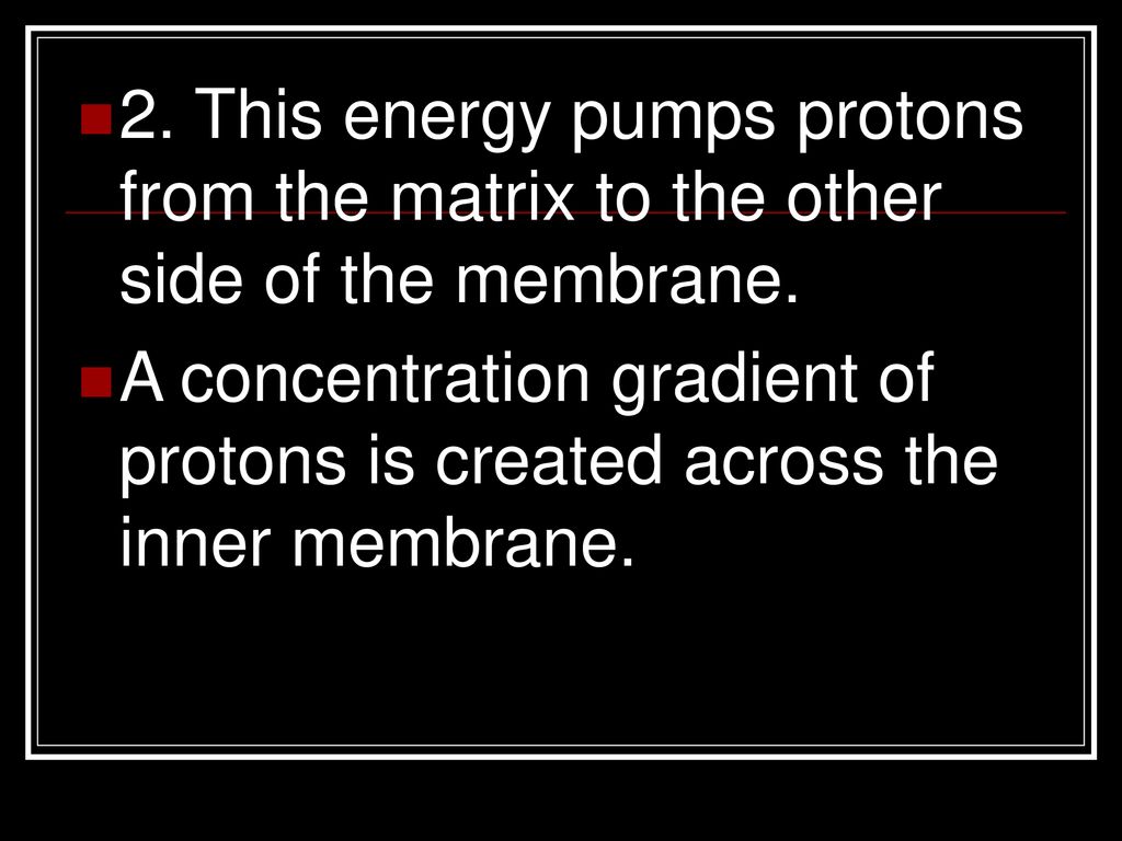 2. This energy pumps protons from the matrix to the other side of the membrane.